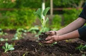 Hands planting a young seedling in soil